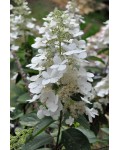 Гортензия метельчатая Грандифлора | Hydrangea paniculata Grandiflora | Гортензія метельчата Грандіфлора